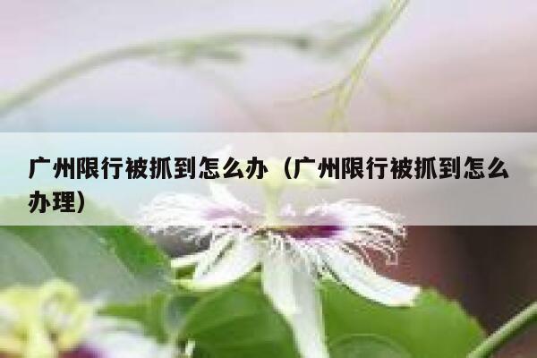 广州限行被抓到怎么办（广州限行被抓到怎么办理） 第1张