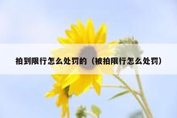 拍到限行怎么处罚的（被拍限行怎么处罚） 第1张