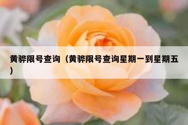 黄骅限号查询（黄骅限号查询星期一到星期五） 第1张