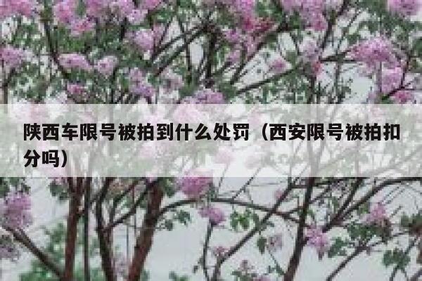 陕西车限号被拍到什么处罚（西安限号被拍扣分吗） 第1张