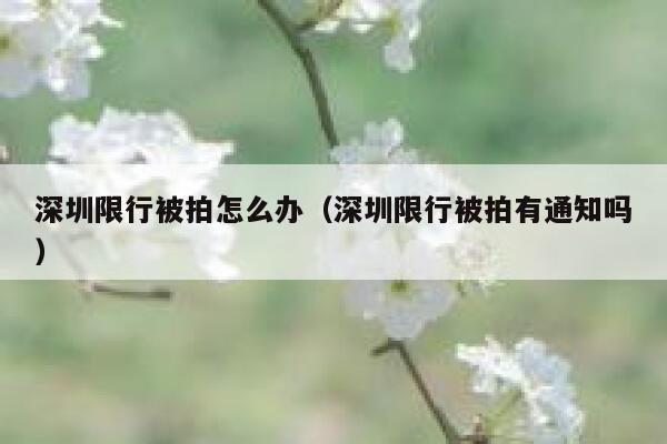 深圳限行被拍怎么办(深圳限行被拍有通知吗) 第1张 深圳限行被拍怎么办(深圳限行被拍有通知吗) 第1张