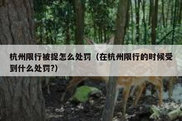 杭州限行被捉怎么处罚(在杭州限行的时候受到什么处罚?) 第1张 杭州限行被捉怎么处罚(在杭州限行的时候受到什么处罚?) 第1张
