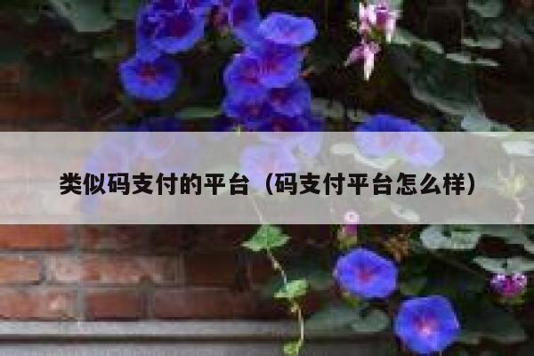 类似码支付的平台（码支付平台怎么样） 第1张