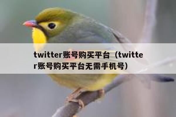 twitter账号购买平台（twitter账号购买平台无需手机号） 第1张
