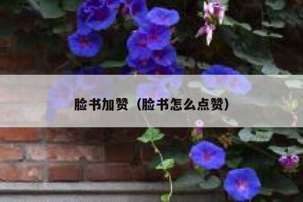 脸书加赞（脸书怎么点赞） 第1张