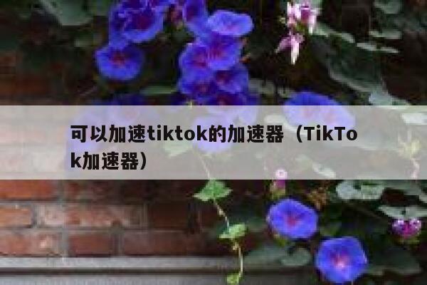 可以加速tiktok的加速器（TikTok加速器） 第1张