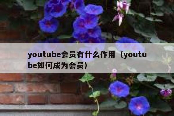 youtube会员有什么作用（youtube如何成为会员） 第1张