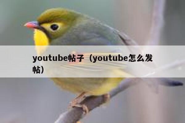 youtube帖子（youtube怎么发帖） 第1张