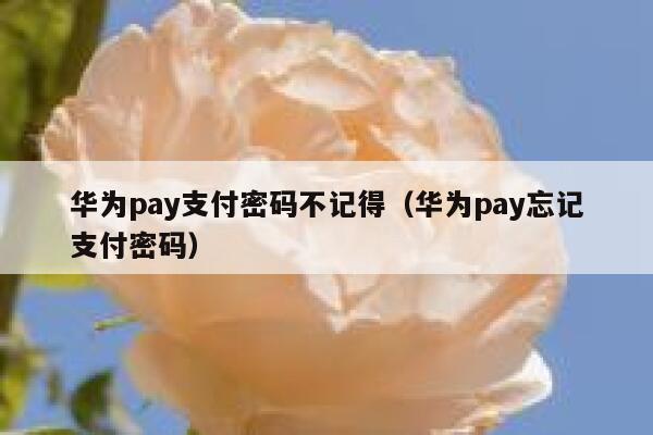 华为pay支付密码不记得(华为pay忘记支付密码) 第1张 华为pay支付密码不记得(华为pay忘记支付密码) 第1张