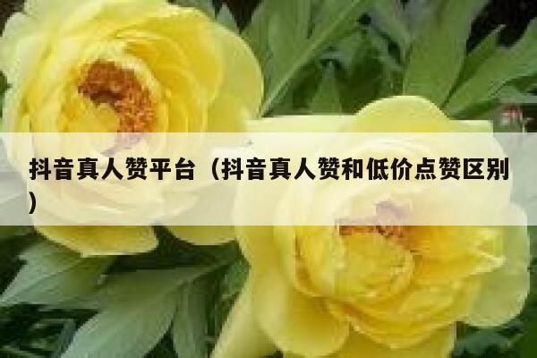 抖音真人赞平台（抖音真人赞和低价点赞区别） 第1张