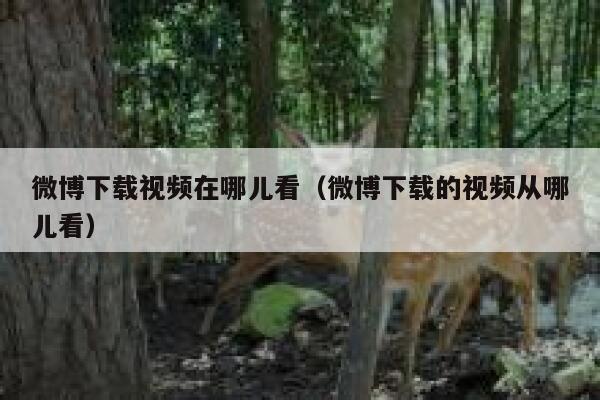 微博下载视频在哪儿看（微博下载的视频从哪儿看） 第1张