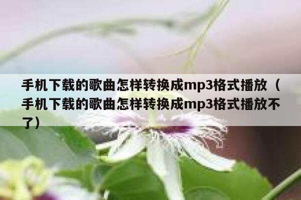 手机下载的歌曲怎样转换成mp3格式播放(手机下载的歌曲怎样转换成mp3格式播放不了) 第1张 手机下载的歌曲怎样转换成mp3格式播放(手机下载的歌曲怎样转换成mp3格式播放不了) 第1张