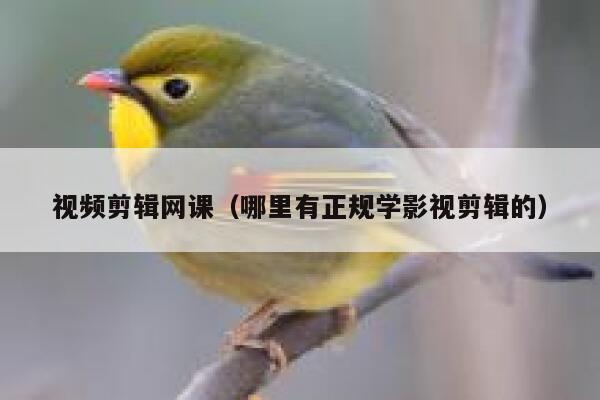 视频剪辑网课（哪里有正规学影视剪辑的） 第1张