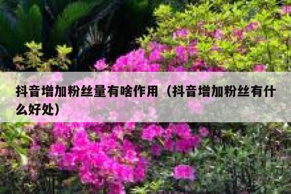 抖音增加粉丝量有啥作用（抖音增加粉丝有什么好处） 第1张
