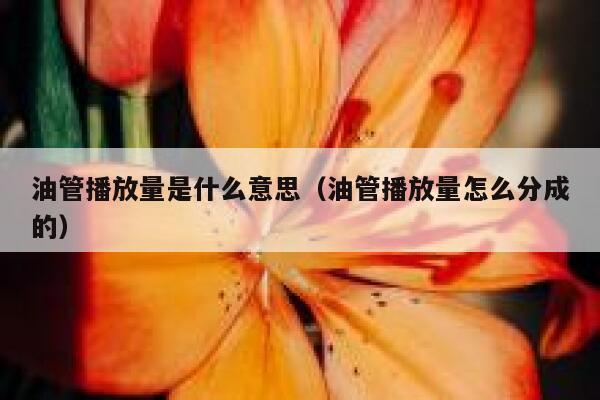 油管播放量是什么意思（油管播放量怎么分成的） 第1张