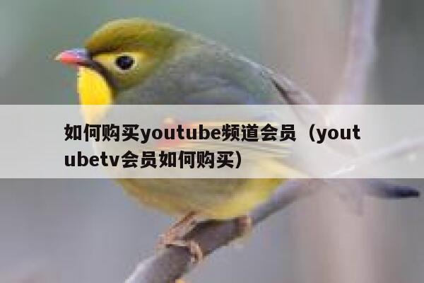 如何购买youtube频道会员（youtubetv会员如何购买） 第1张