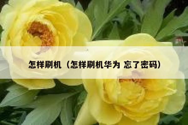 怎样刷机（怎样刷机华为 忘了密码） 第1张