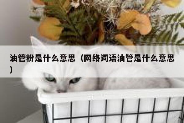 油管粉是什么意思(网络词语油管是什么意思) 第1张 油管粉是什么意思(网络词语油管是什么意思) 第1张