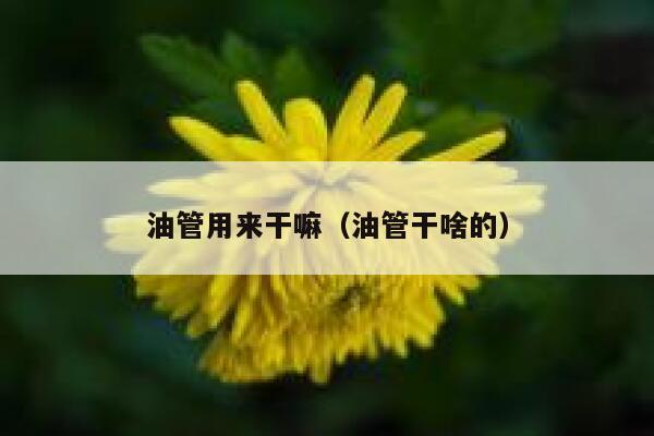 油管用来干嘛（油管干啥的） 第1张