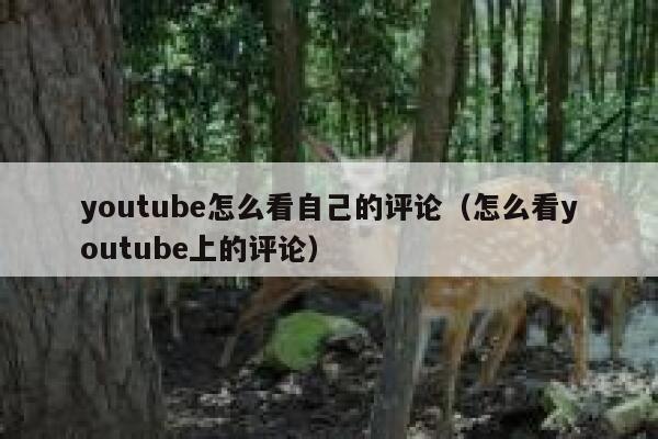 youtube怎么看自己的评论（怎么看youtube上的评论） 第1张