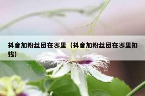 抖音加粉丝团在哪里（抖音加粉丝团在哪里扣钱） 第1张