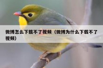 微博怎么下载不了视频（微博为什么下载不了视频）