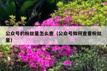 公众号的粉丝量怎么查（公众号如何查看粉丝量）