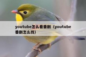 youtube怎么看番剧（youtube番剧怎么找）