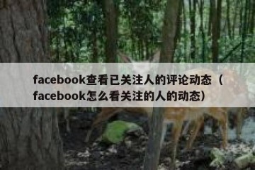 facebook查看已关注人的评论动态（facebook怎么看关注的人的动态）