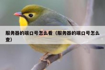服务器的端口号怎么看（服务器的端口号怎么查）