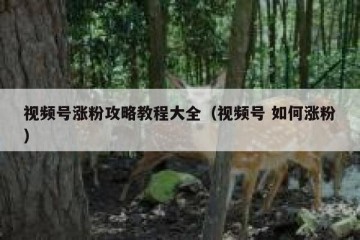 视频号涨粉攻略教程大全（视频号 如何涨粉）