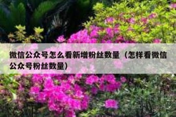 微信公众号怎么看新增粉丝数量（怎样看微信公众号粉丝数量）