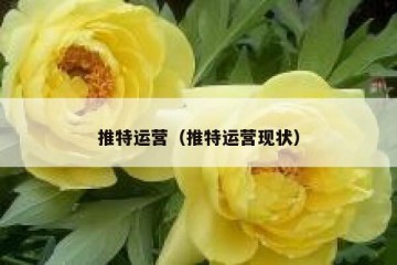 推特运营（推特运营现状）