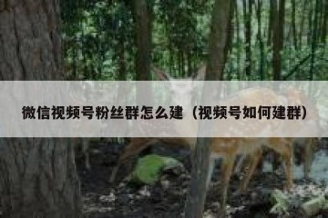 微信视频号粉丝群怎么建（视频号如何建群）