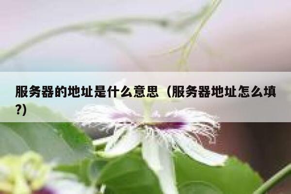 服务器的地址是什么意思（服务器地址怎么填?） 第1张