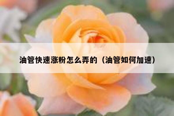 油管快速涨粉怎么弄的(油管如何加速) 第1张 油管快速涨粉怎么弄的(油管如何加速) 第1张