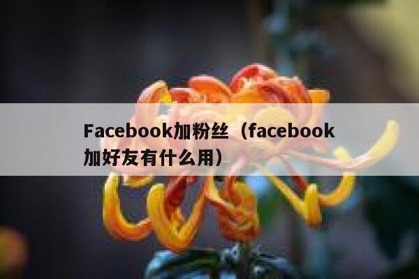 Facebook加粉丝(facebook加好友有什么用) 第1张 Facebook加粉丝(facebook加好友有什么用) 第1张