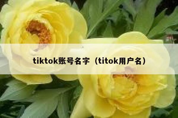 tiktok账号名字（titok用户名） 第1张