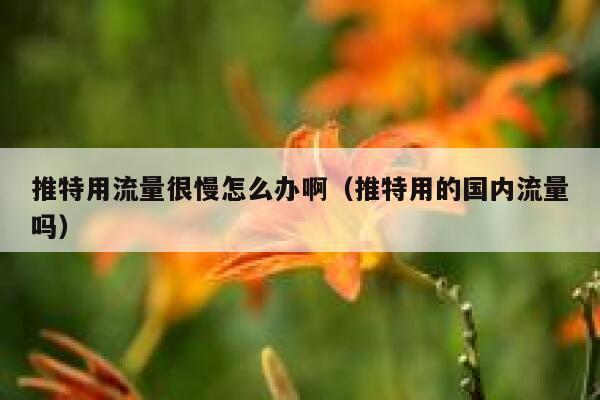 推特用流量很慢怎么办啊(推特用的国内流量吗) 第1张 推特用流量很慢怎么办啊(推特用的国内流量吗) 第1张