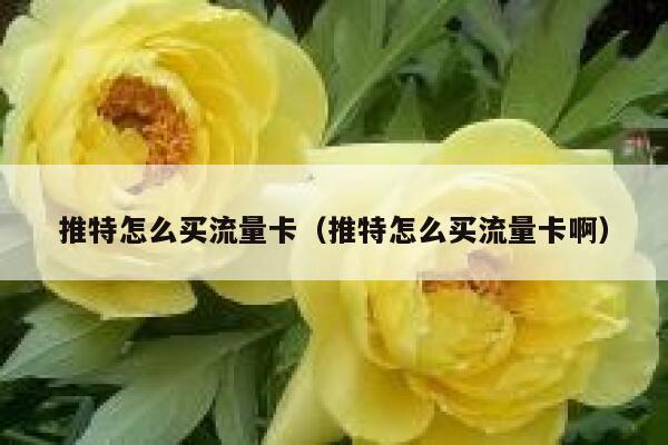 推特怎么买流量卡(推特怎么买流量卡啊) 第1张 推特怎么买流量卡(推特怎么买流量卡啊) 第1张