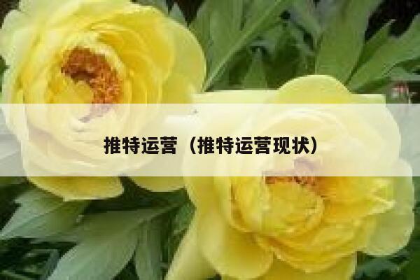 推特运营（推特运营现状） 第1张