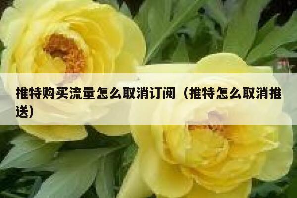 推特购买流量怎么取消订阅（推特怎么取消推送） 第1张
