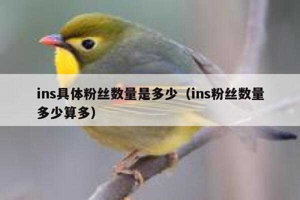 ins具体粉丝数量是多少（ins粉丝数量多少算多） 第1张