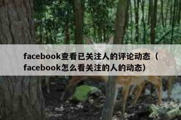 facebook查看已关注人的评论动态(facebook怎么看关注的人的动态) 第1张 facebook查看已关注人的评论动态(facebook怎么看关注的人的动态) 第1张