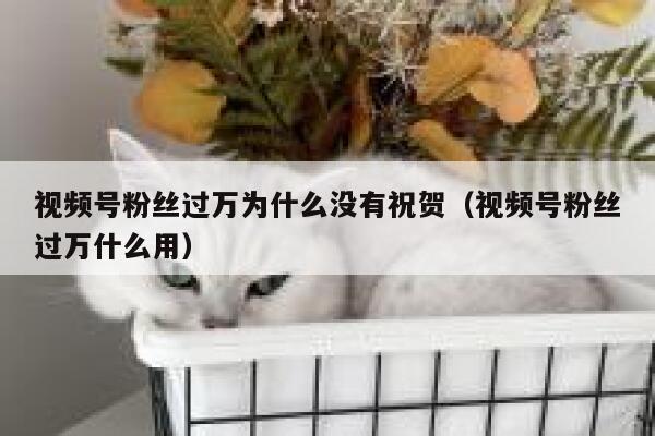 视频号粉丝过万为什么没有祝贺（视频号粉丝过万什么用） 第1张