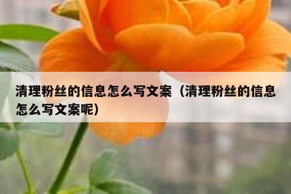 清理粉丝的信息怎么写文案（清理粉丝的信息怎么写文案呢） 第1张