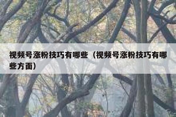 视频号涨粉技巧有哪些（视频号涨粉技巧有哪些方面） 第1张