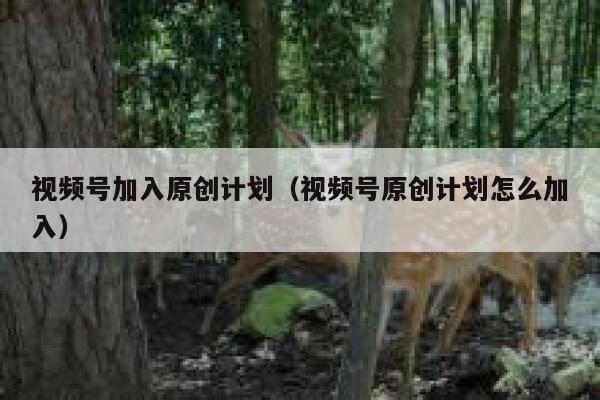 视频号加入原创计划(视频号原创计划怎么加入) 第1张 视频号加入原创计划(视频号原创计划怎么加入) 第1张