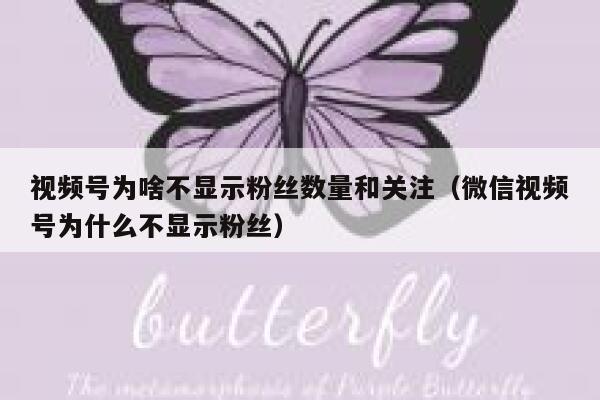 视频号为啥不显示粉丝数量和关注（微信视频号为什么不显示粉丝） 第1张