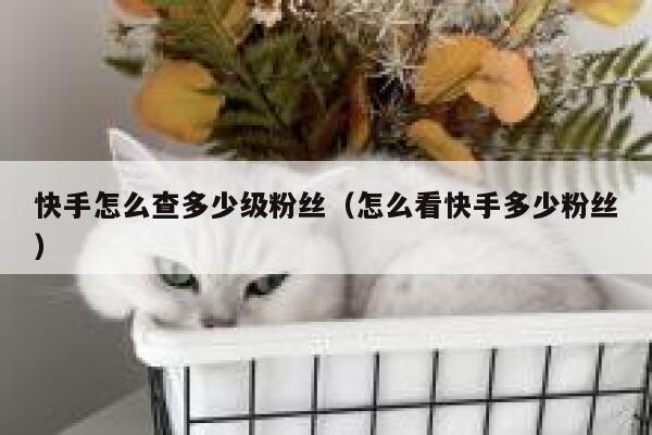 快手怎么查多少级粉丝(怎么看快手多少粉丝) 第1张 快手怎么查多少级粉丝(怎么看快手多少粉丝) 第1张
